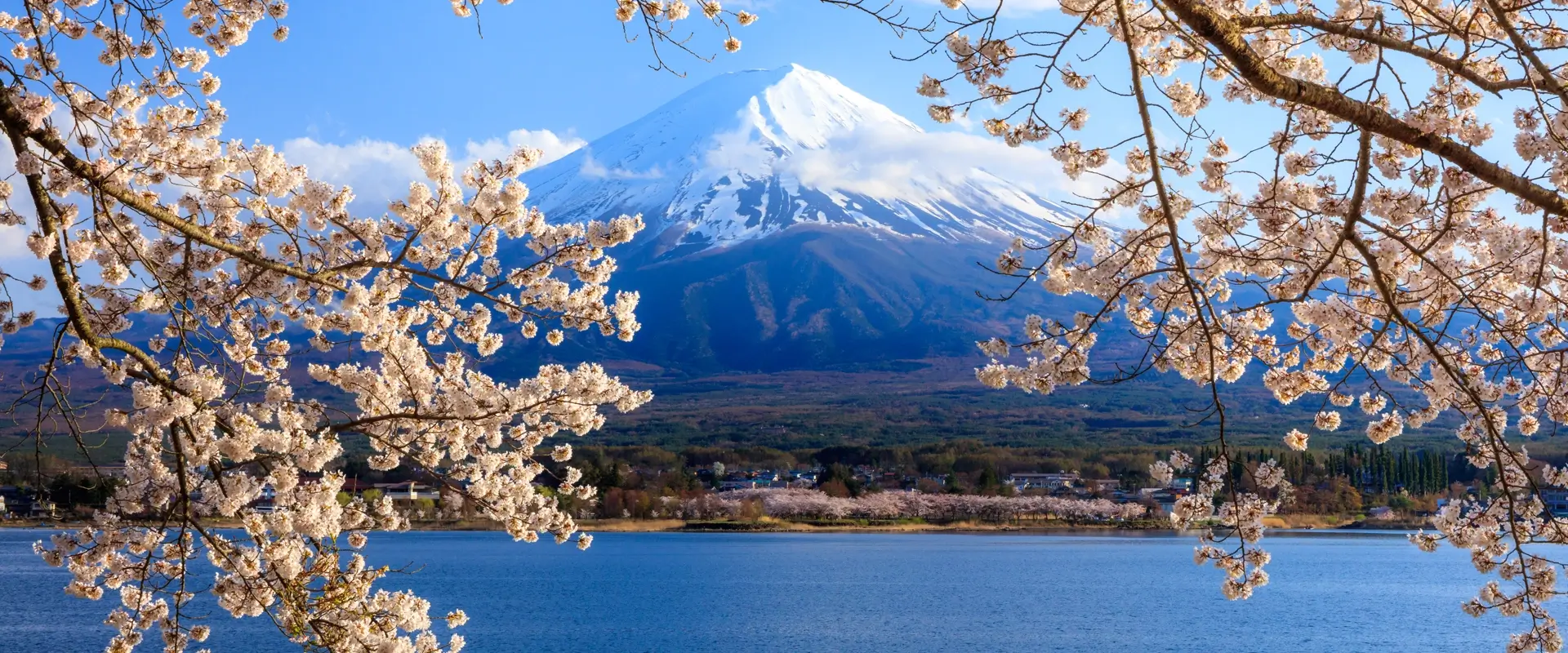 Japan cherry blossom