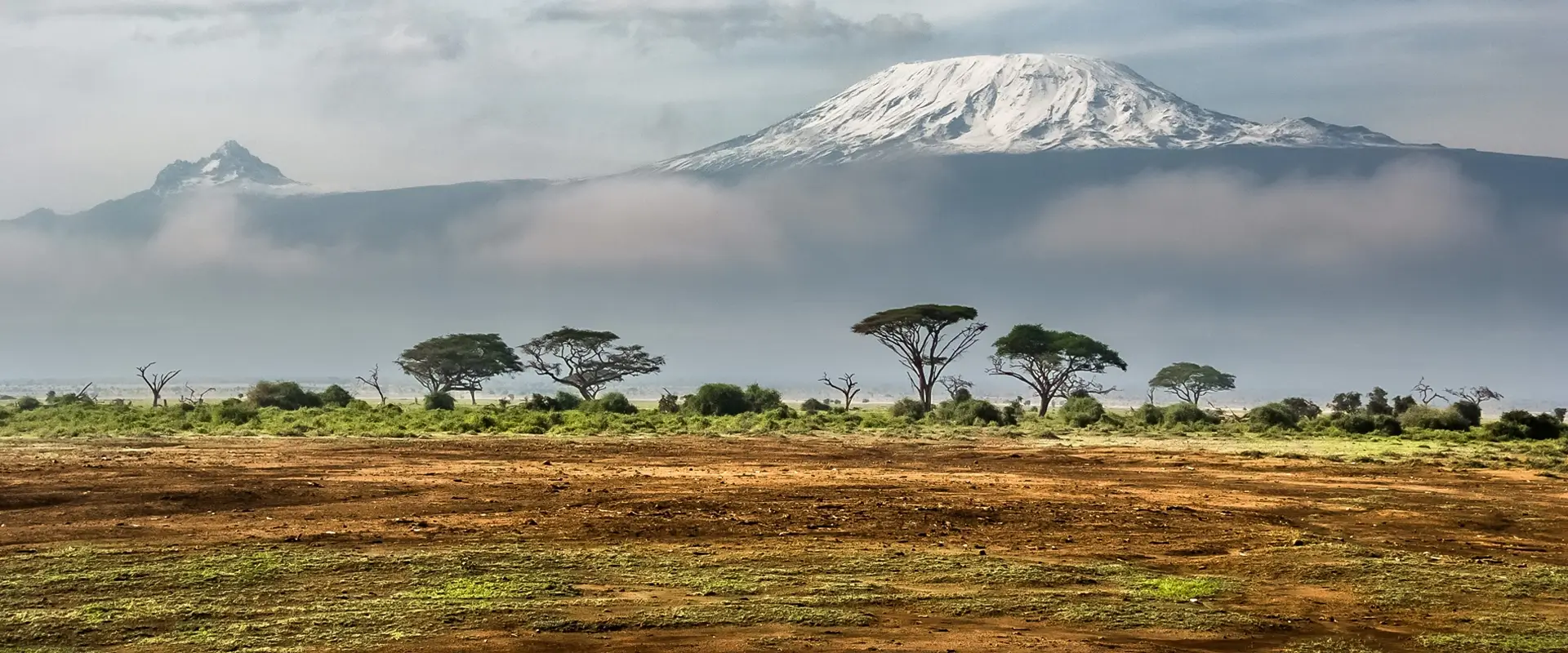 Kenya trees