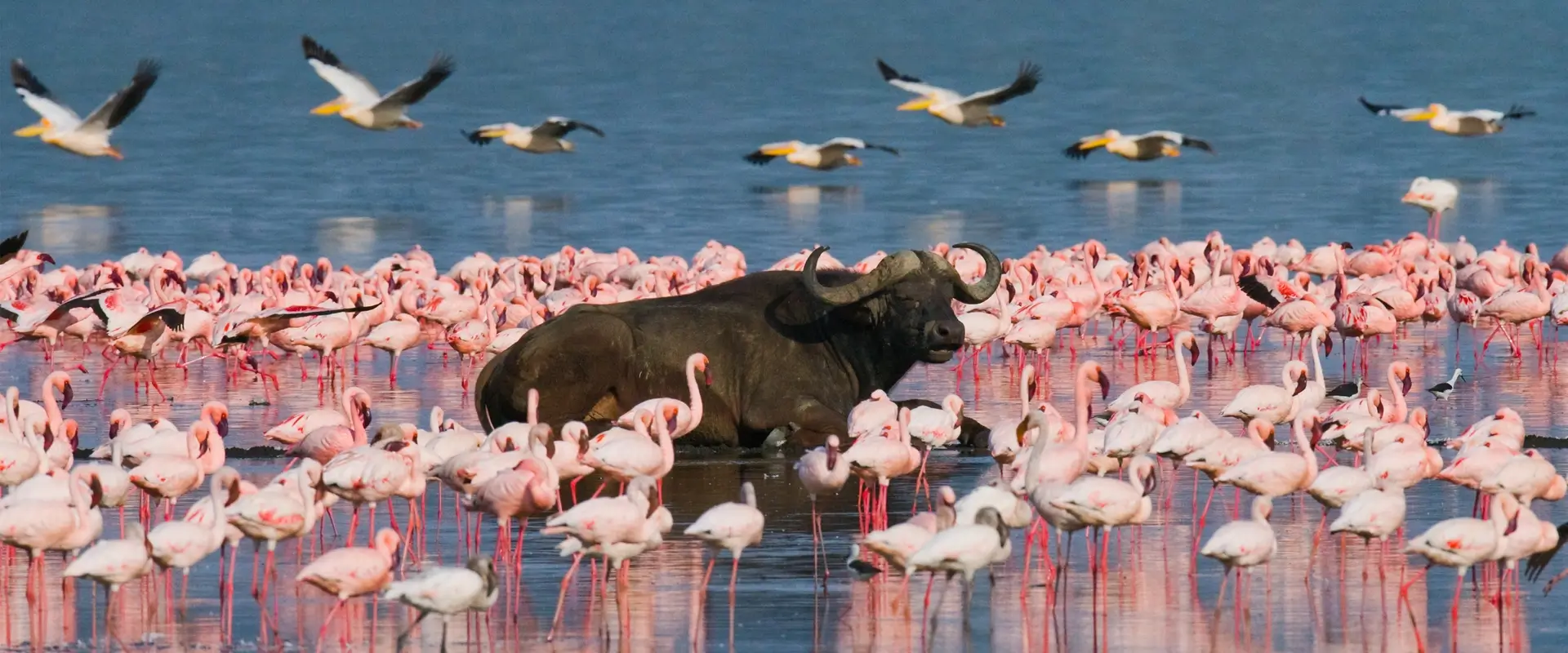 Kenya animals in a lake